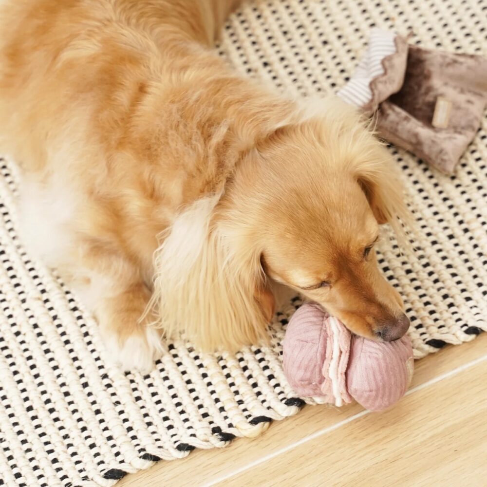 Hund Macarons Kleiner Hund