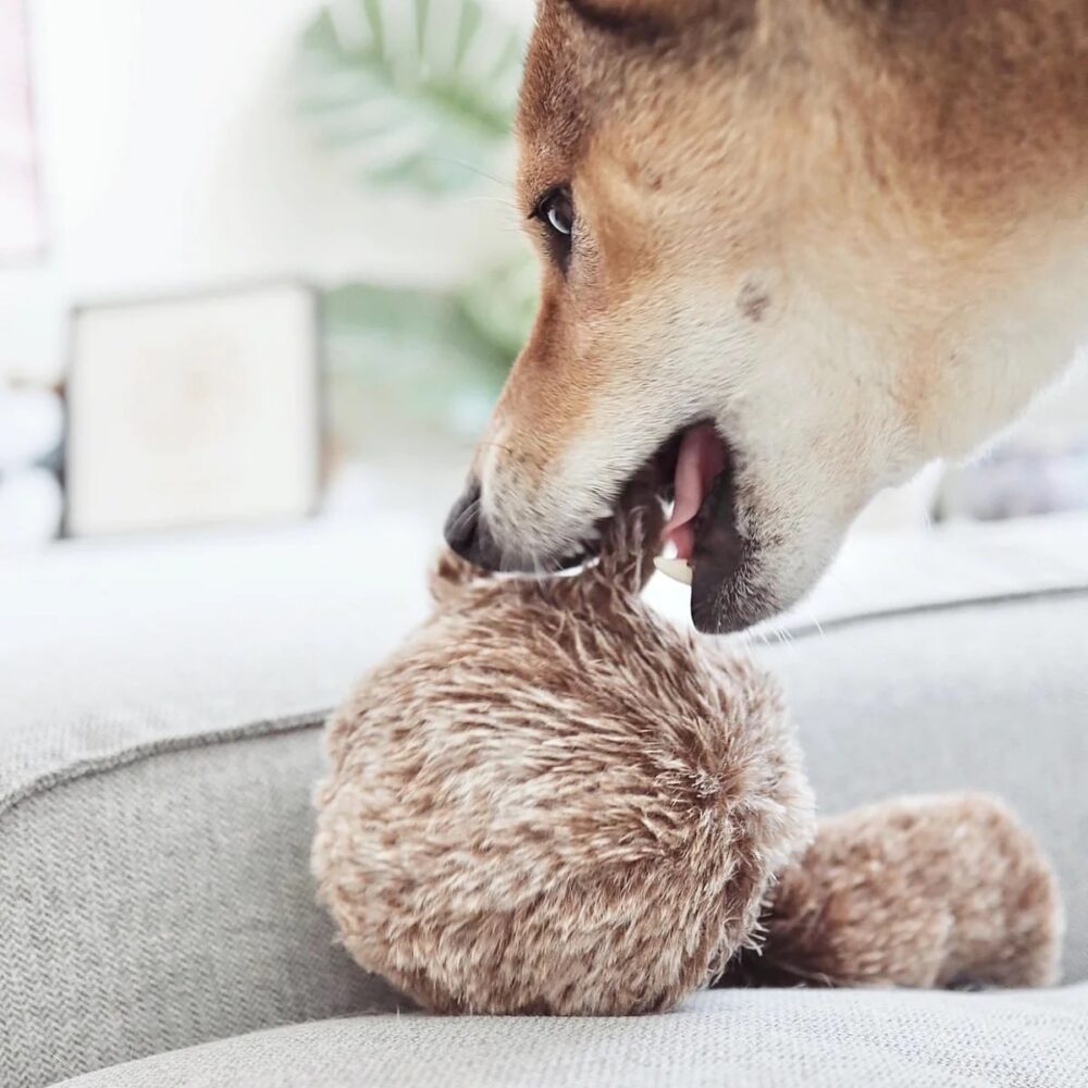 Hund Spielzeug spielen braun ball