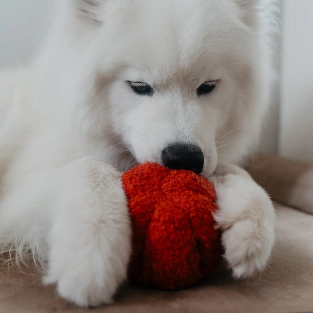 Peperoni Hund