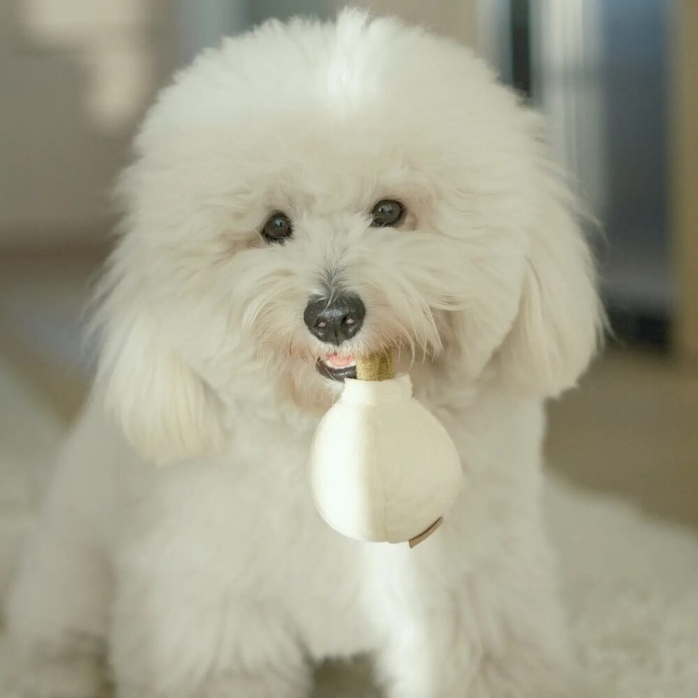 Hundespielzeug Knoblauch POP