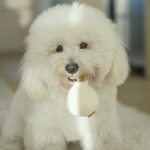 Hundespielzeug Knoblauch POP