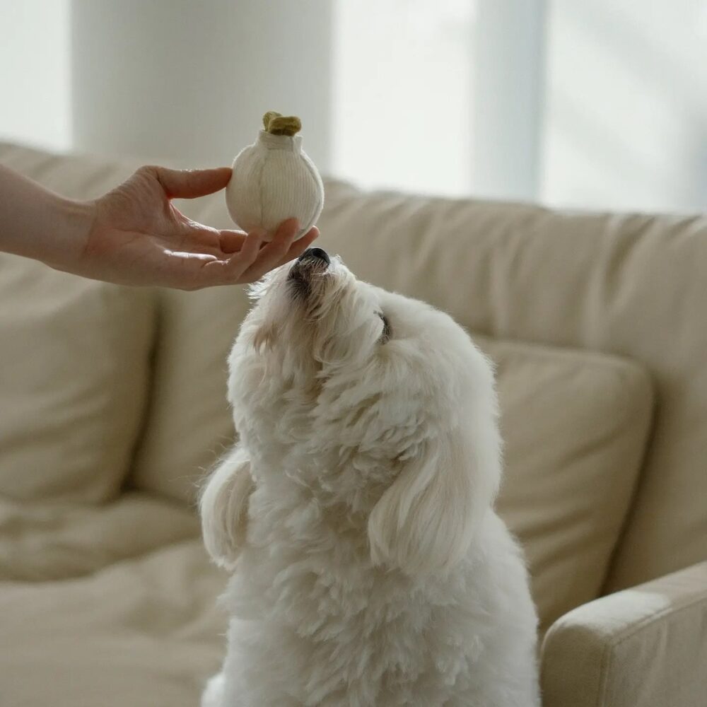 Knoblauch POP Lambwolf