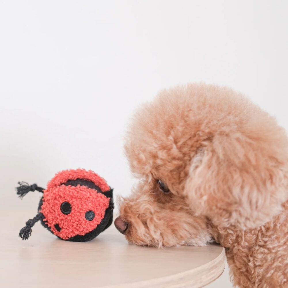 Lambwolf Ladybug Pop