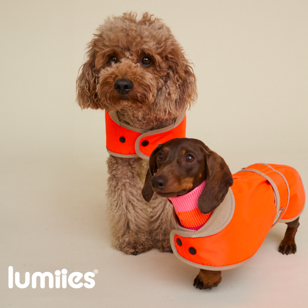 Regenmantel Lumiies Orange Dackel & Pudel Fit