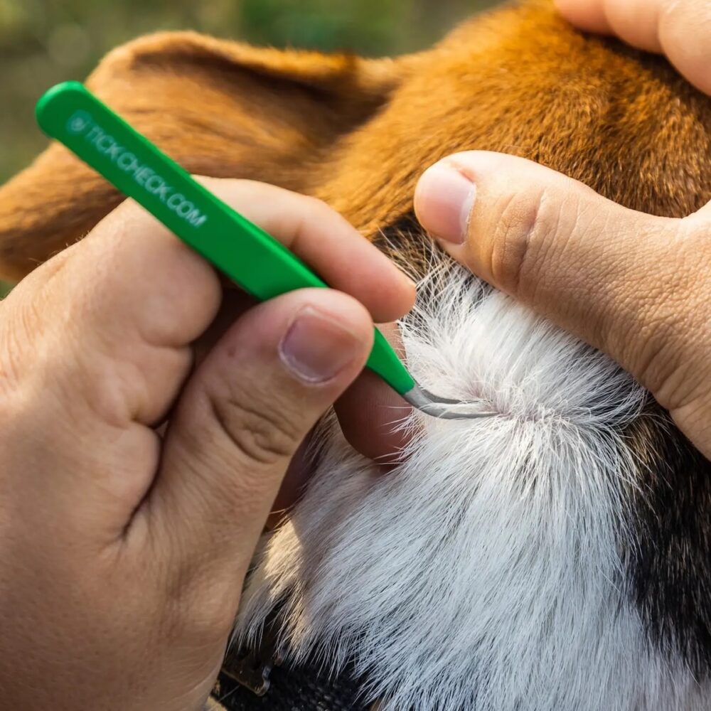 Zeckenzangen Hund