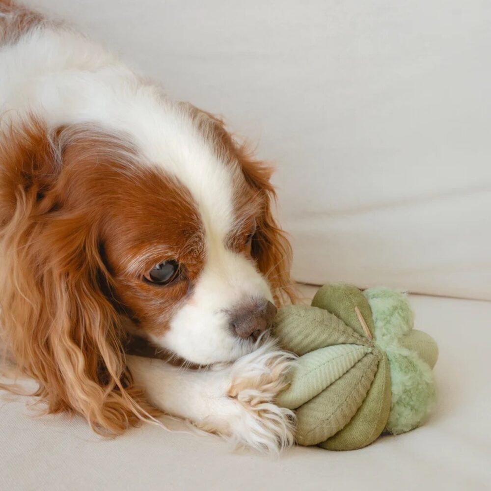 Toto stilles Hundespielzeug Grün
