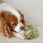 Toto stilles Hundespielzeug Grün