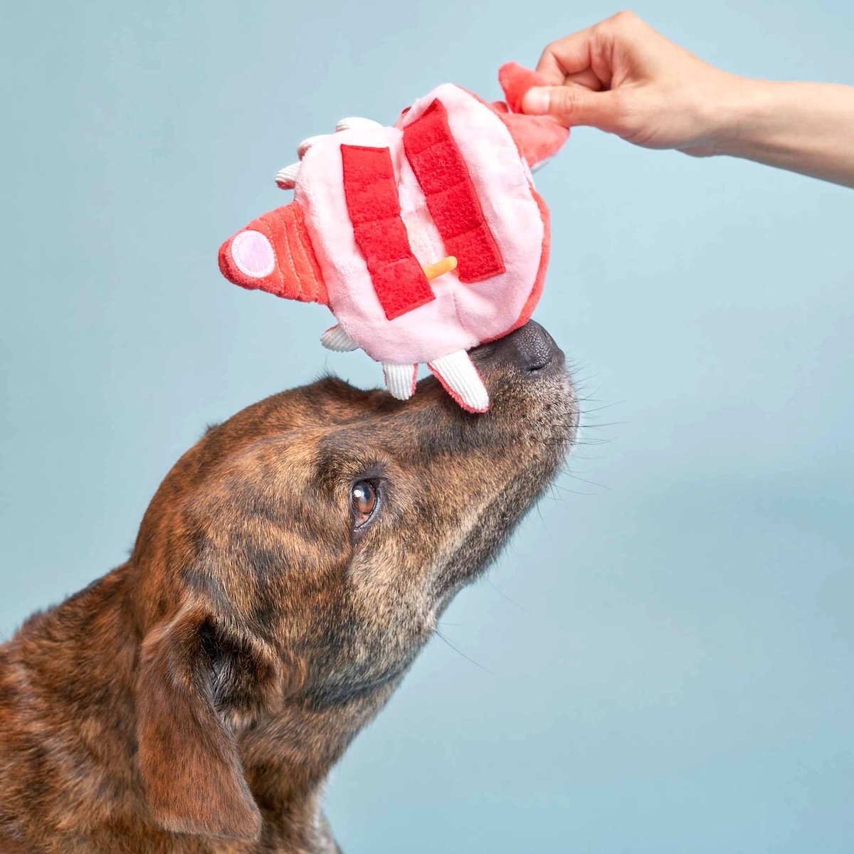 Hundespielzeug Krabbe