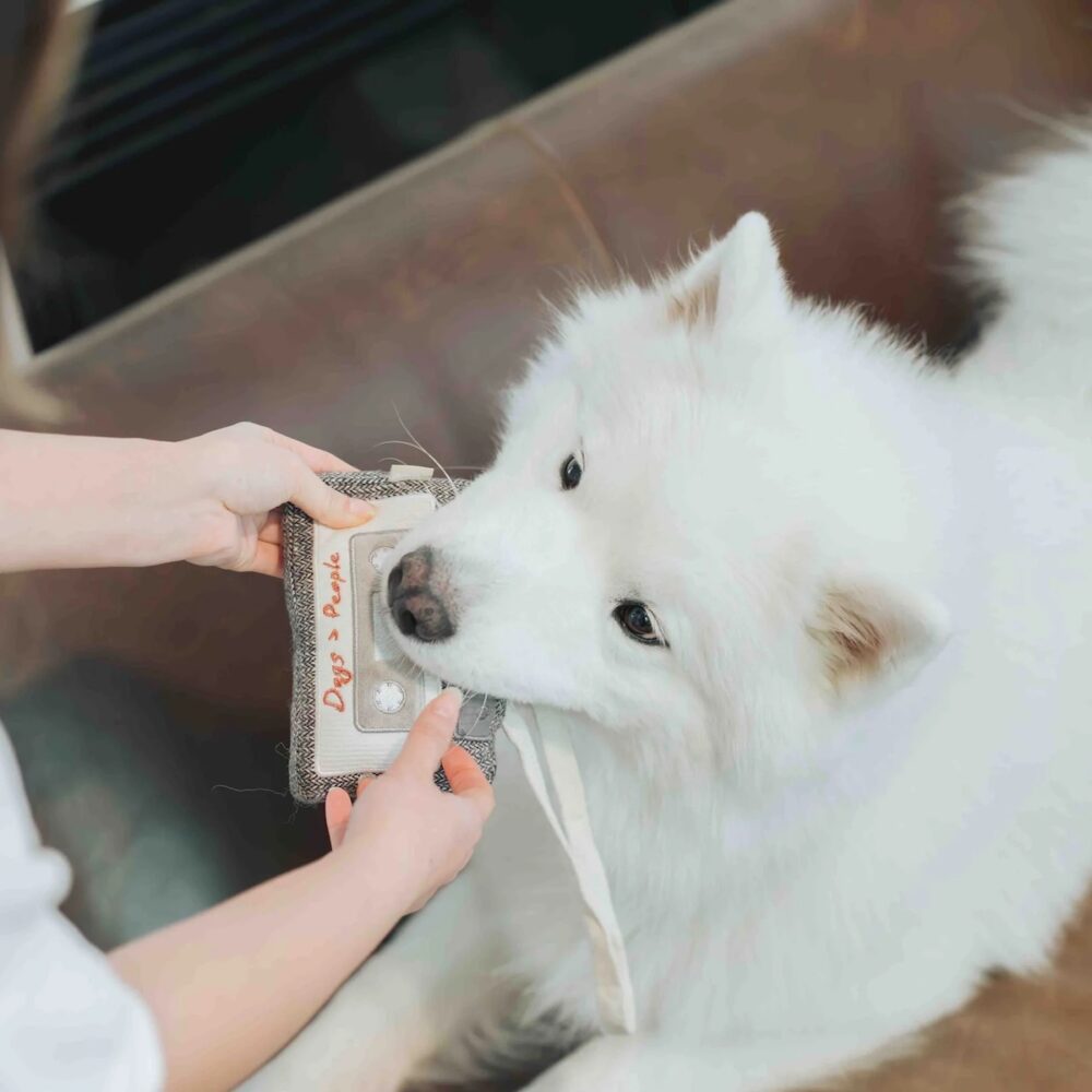 Kassette Schnüffelspielzeug Hund