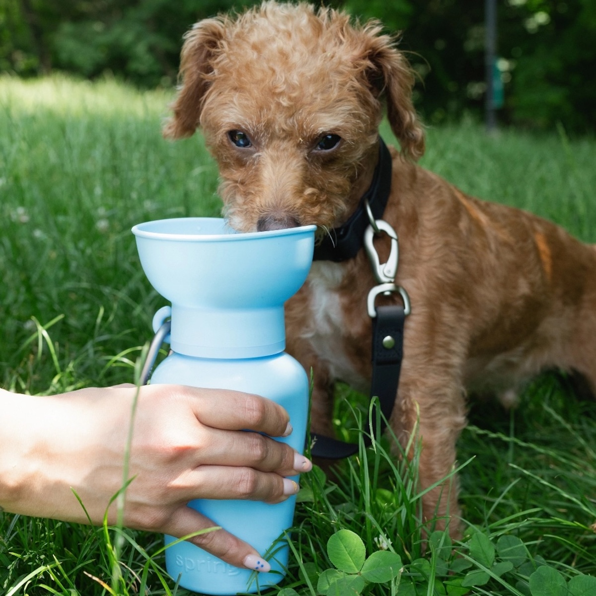Springer Pets Reiseflasche Hellblau
