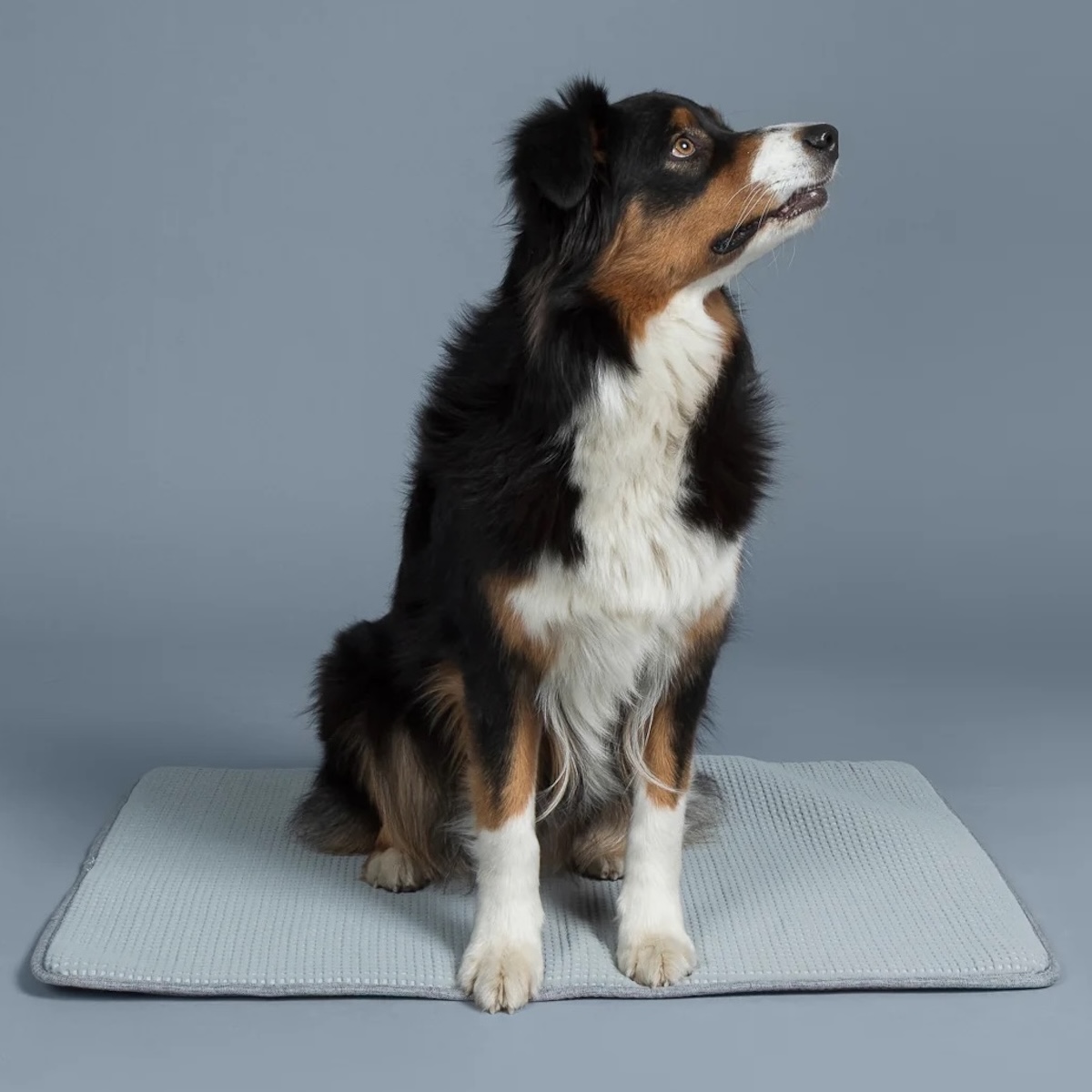 PAIKKA Kühldecke Hund_1