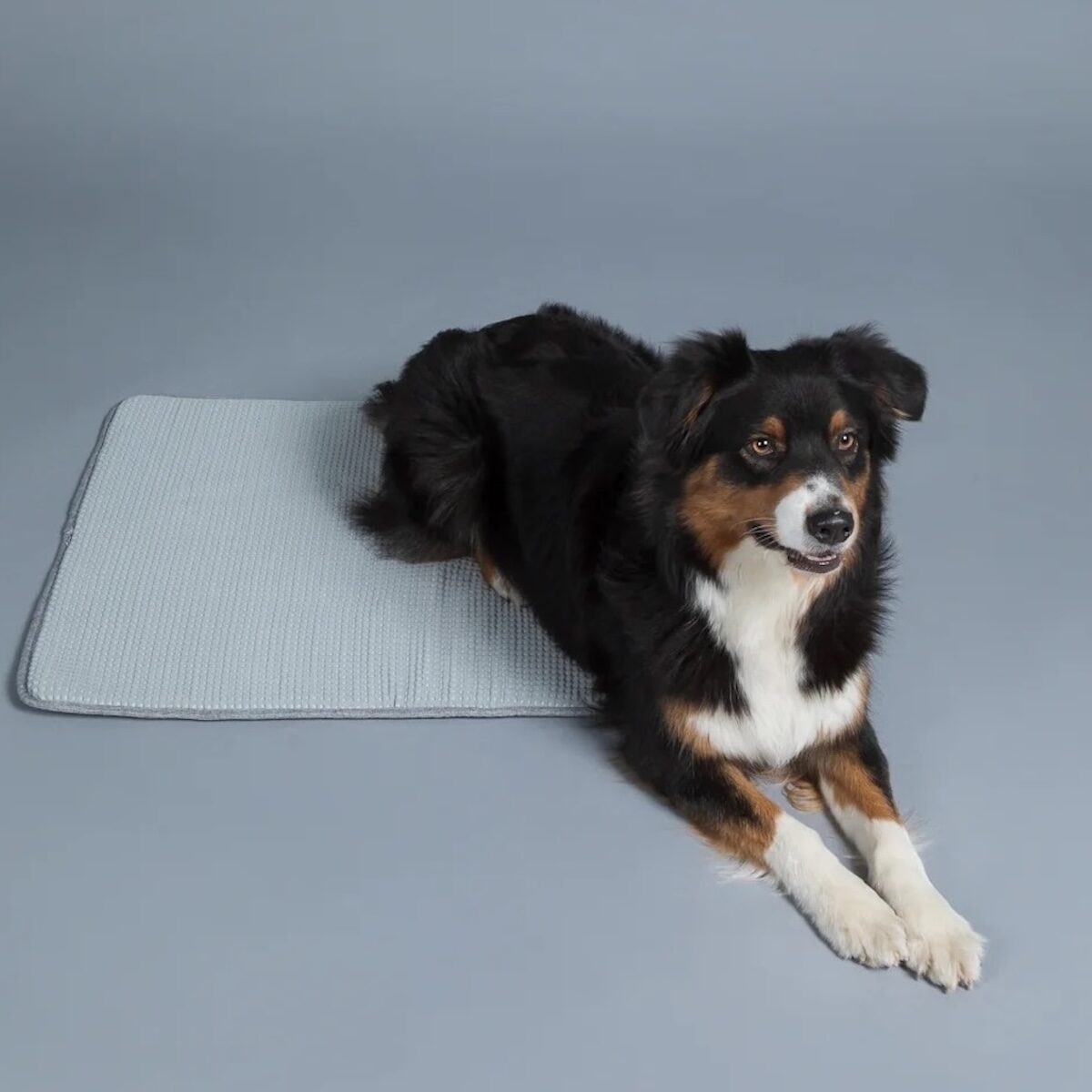 PAIKKA Kühldecke Hund_2