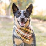 Cornucopia Flanell Bandana_TFD_2