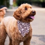 Eichhörnchen Bandana_TFD_2