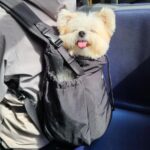 Let's Adventure Haustiertrage vorne & hinten_Pups and Bubs_2
