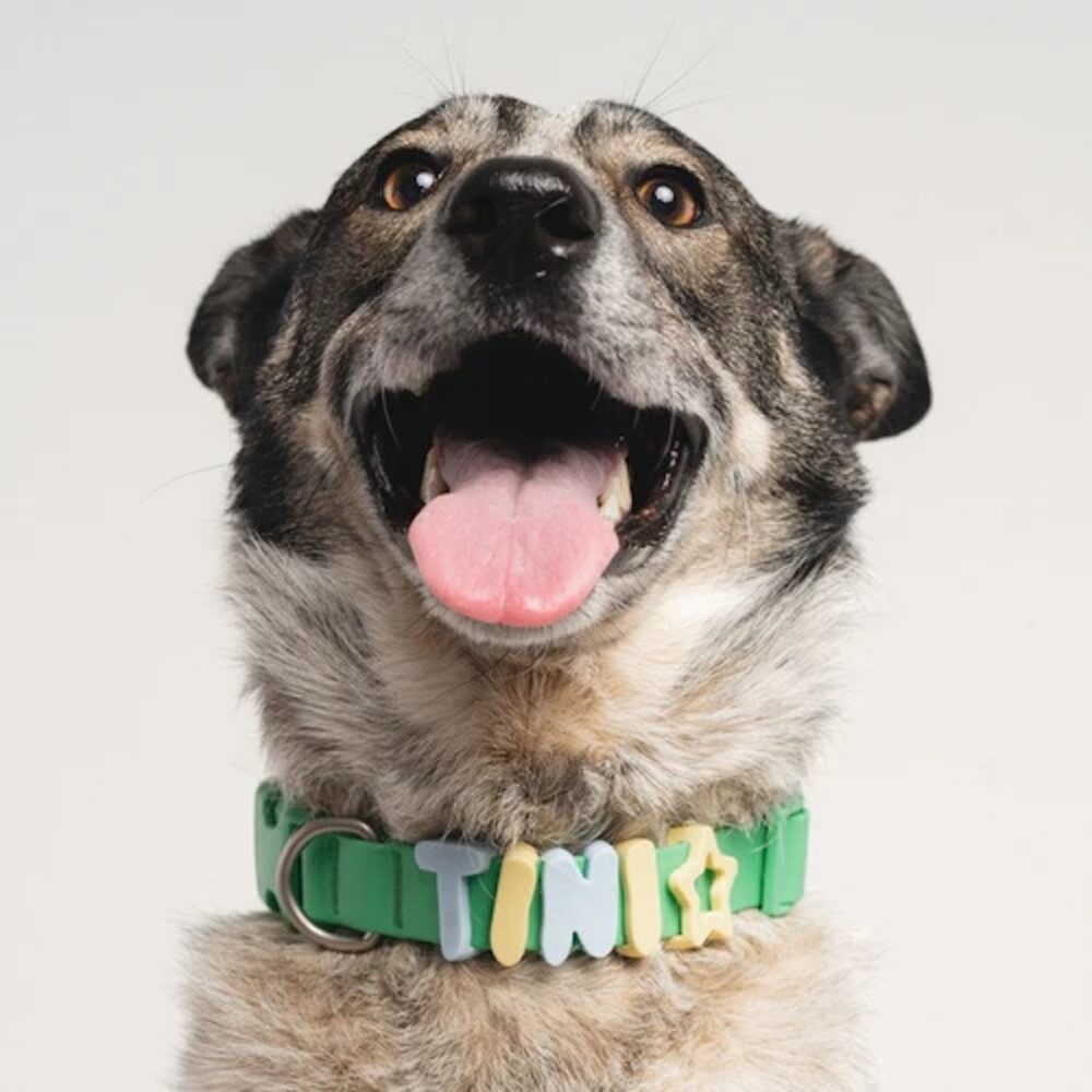 Springland Halsband Grün3