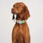 Springland Halsband Hafer3