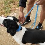 Springland_Leine_Blueberry_1