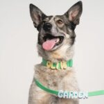 Springland_Leine_Green_1