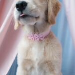 Springland_Waterproof Halsband_Baby Pink_2
