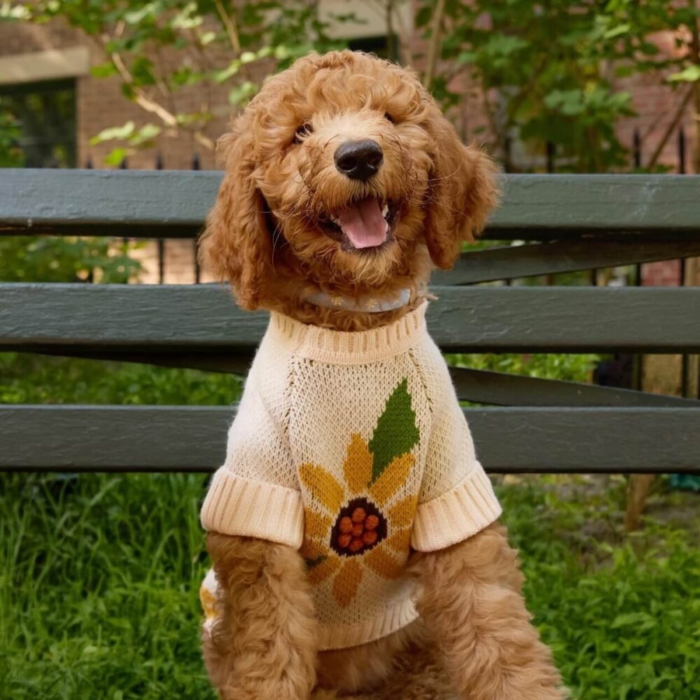 Sunflower_Pullover_TFD_8