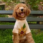 Sunflower_Pullover_TFD_8