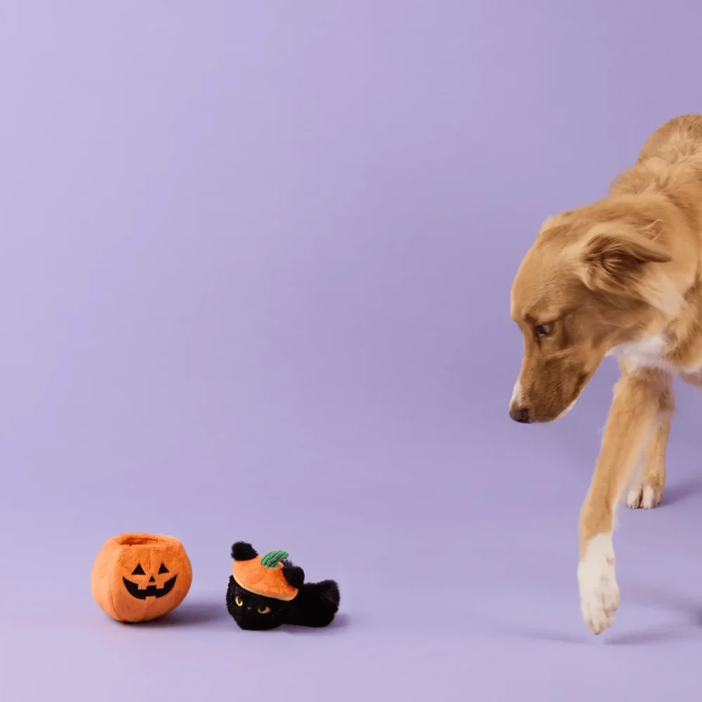 TFD_Cat-o’-Lantern_2