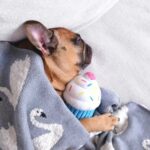 Blue Cupcake_Zippy Paws_1