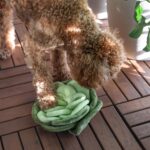 Pups&Bubs_Jumbo Schnüffel Kohl_1