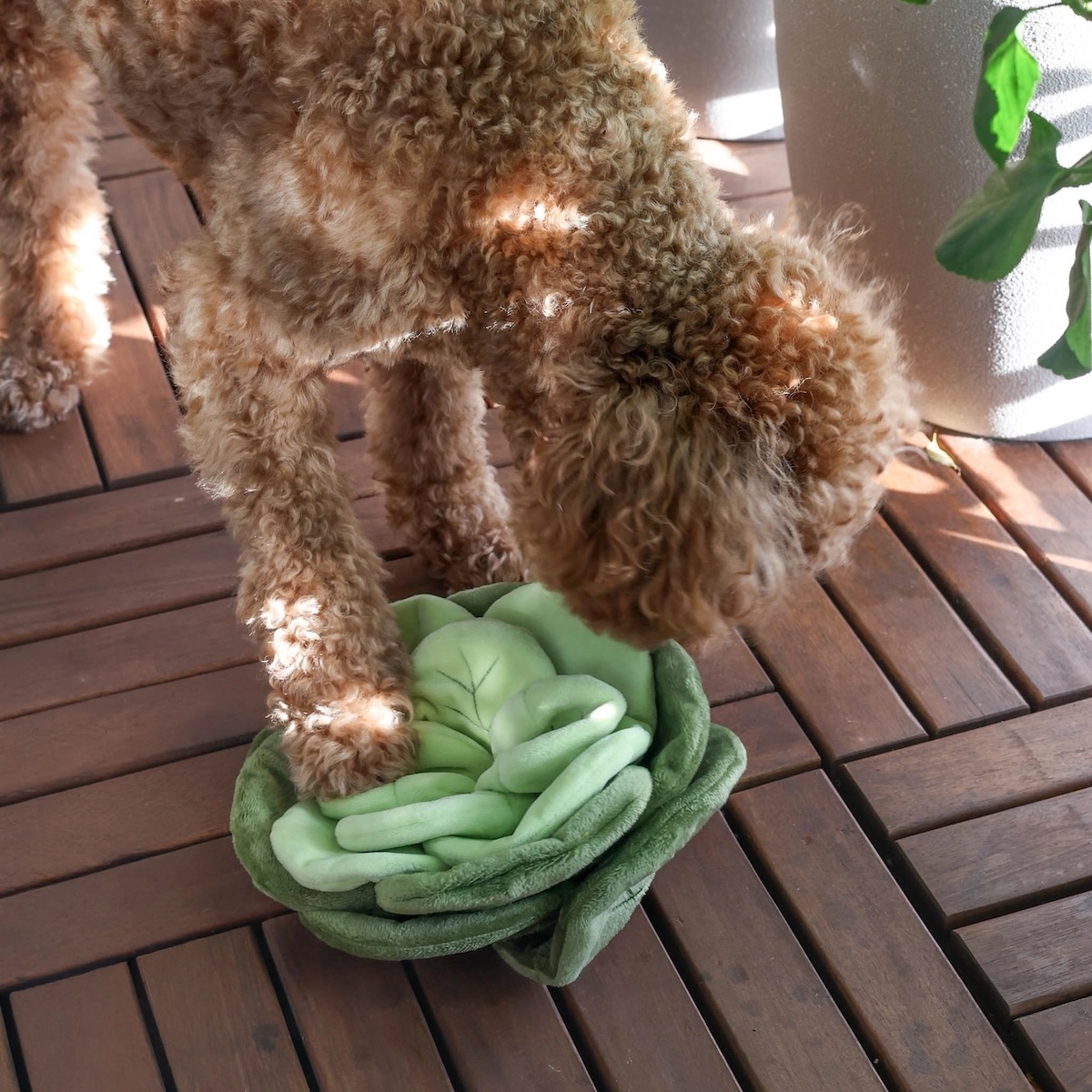 Pups&Bubs_Jumbo Schnüffel Kohl_1
