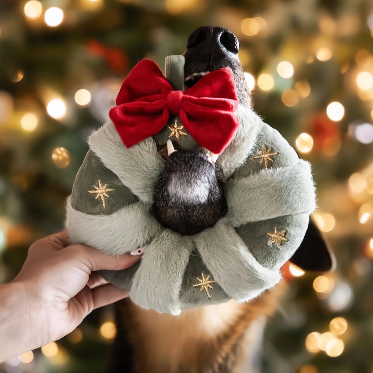 Pups&Bubs_Schnüffel Weihnachtskranz_3