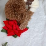 Pups&Bubs_Schnüffel Weihnachtsstern_2