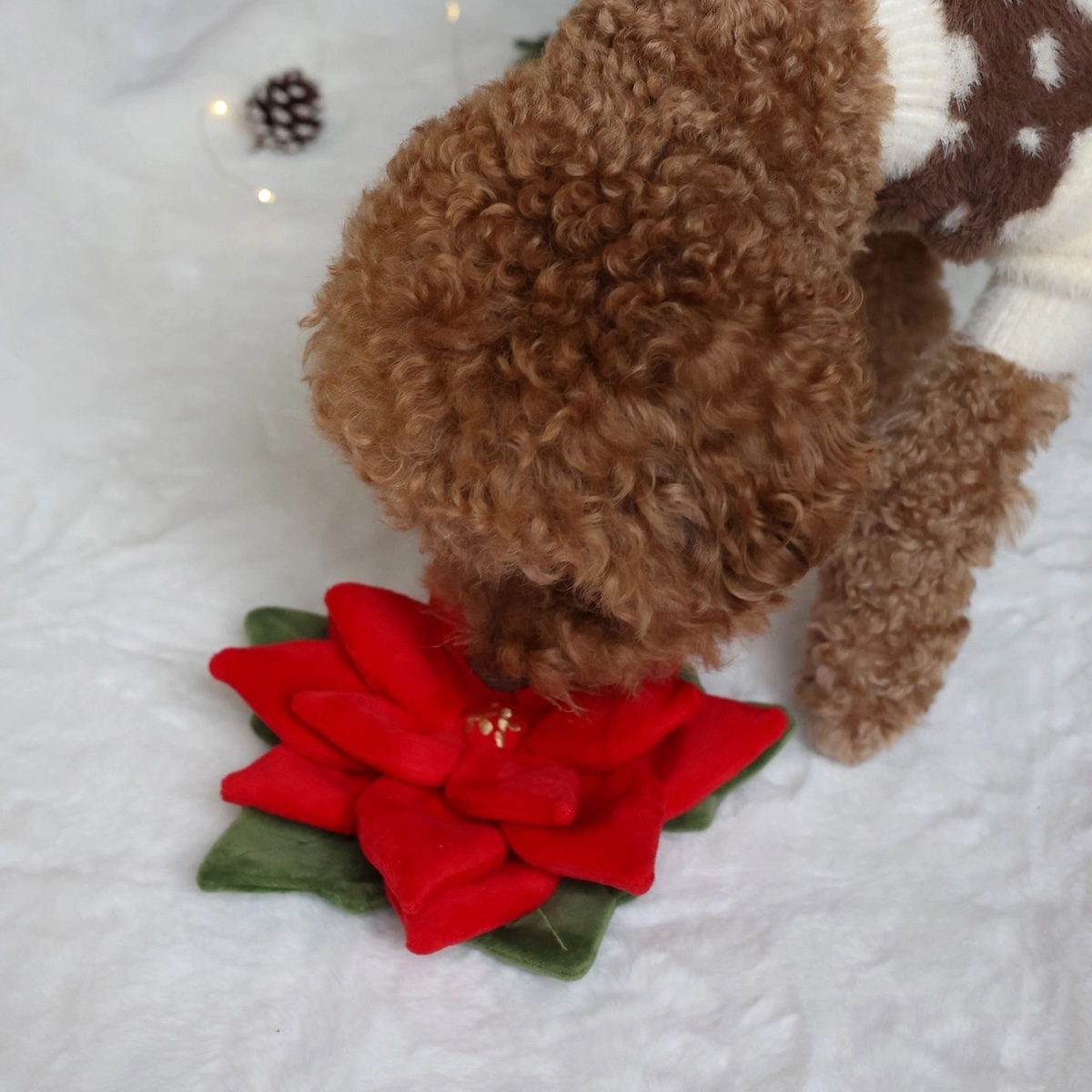 Pups&Bubs_Schnüffel Weihnachtsstern_3