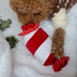 Pups&Bubs_Schnüffel Zuckerstange_2
