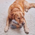 Sweet William_ Socken_1