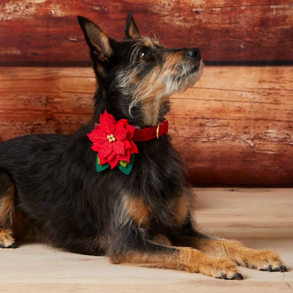 Weihnachtsstern Halsbandblume_TFD_1