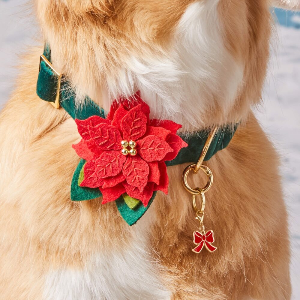 Weihnachtsstern Halsbandblume_TFD_2